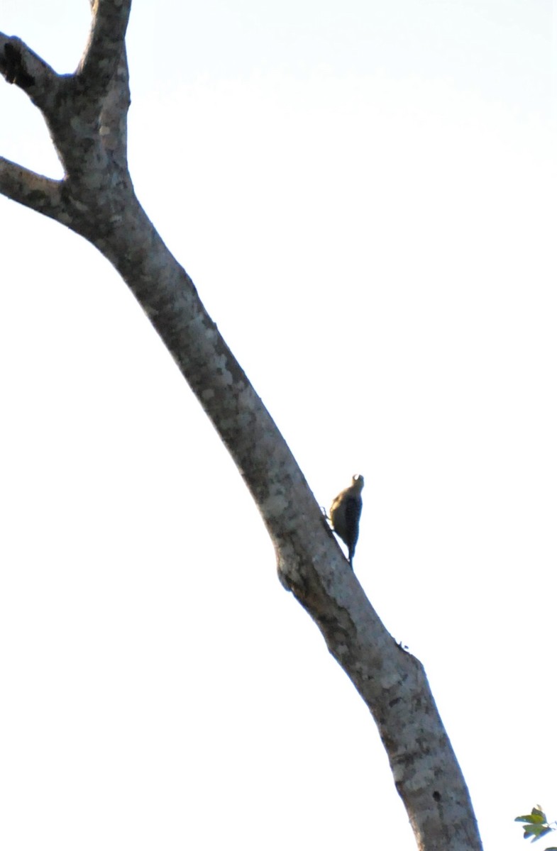 Hoffmann's Woodpecker - ML621040791