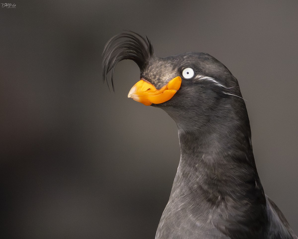 Crested Auklet - ML621040844