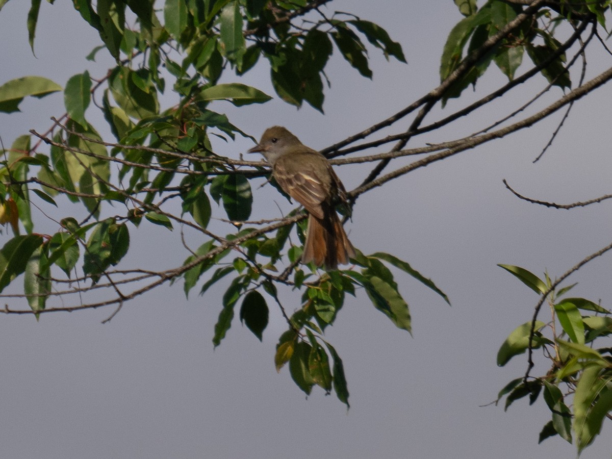 Great Crested Flycatcher - ML621040941