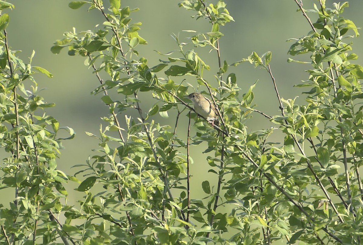 Common Grasshopper Warbler - Mikołaj Rowicki