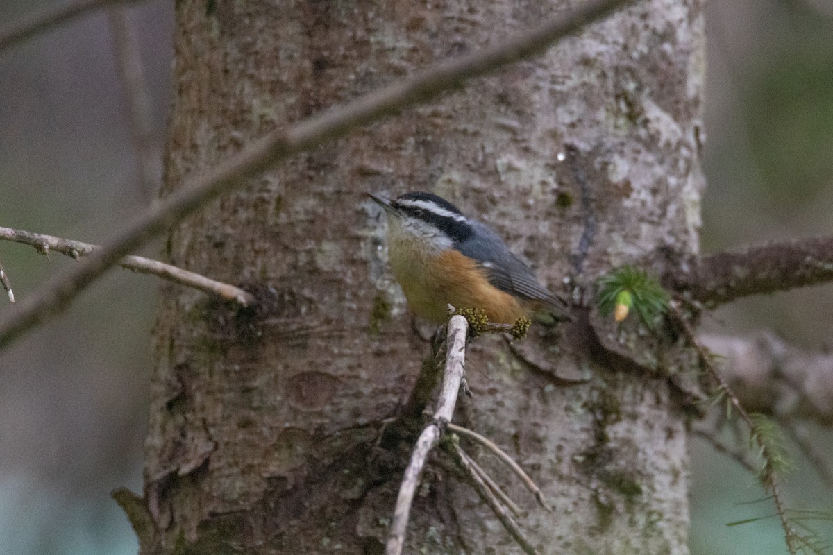 Red-breasted Nuthatch - ML621040979