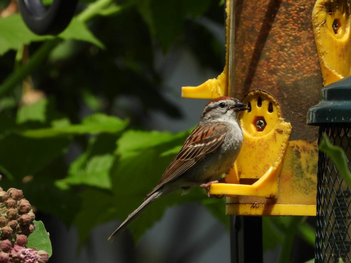 Chipping Sparrow - ML621040987