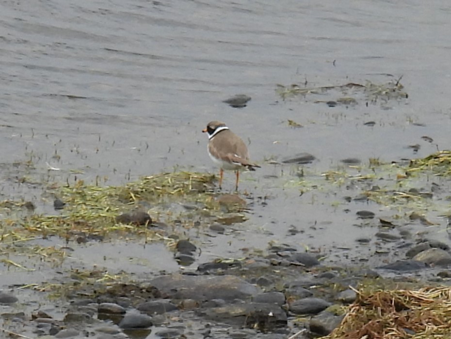 Common Ringed Plover - ML621041050