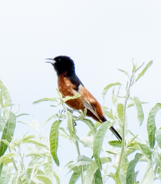 Orchard Oriole - ML621041060