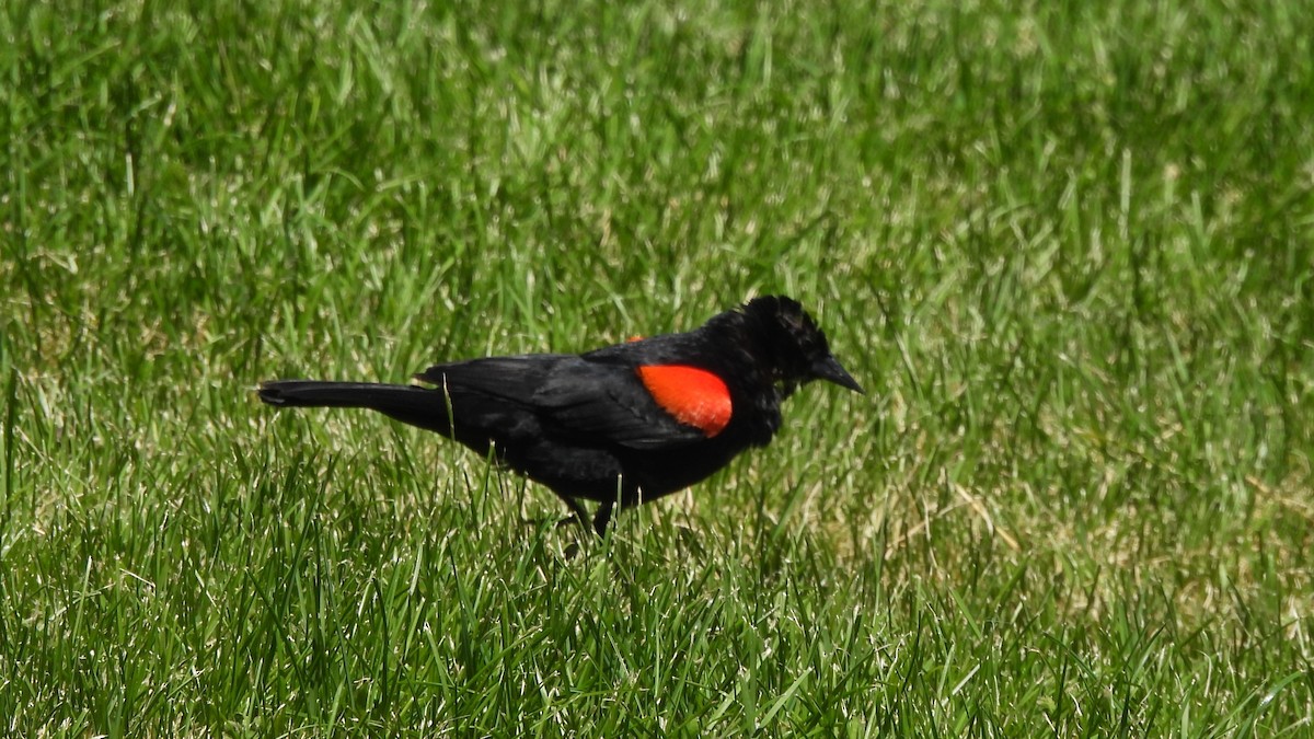 Red-winged Blackbird - ML621041062