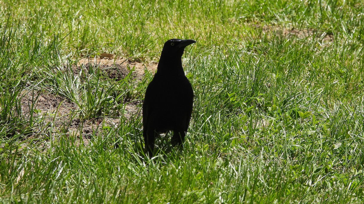 Great-tailed Grackle - ML621041073