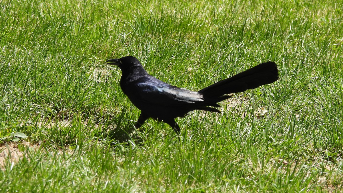 Great-tailed Grackle - ML621041075