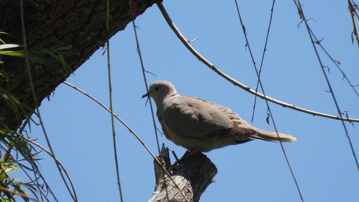 Eurasian Collared-Dove - ML621041084