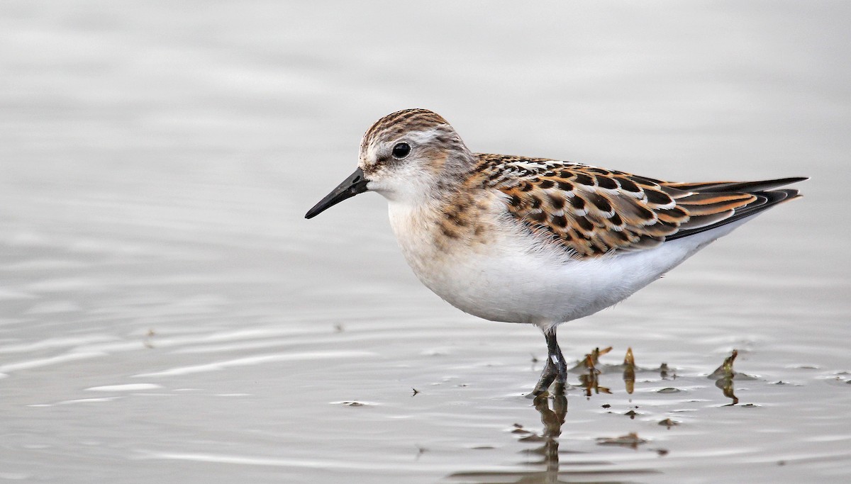 Little Stint - Jonathan Farooqi