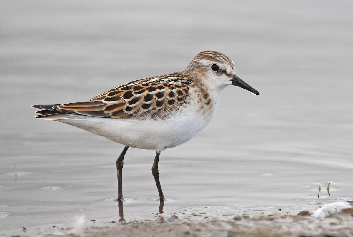 Little Stint - Jonathan Farooqi