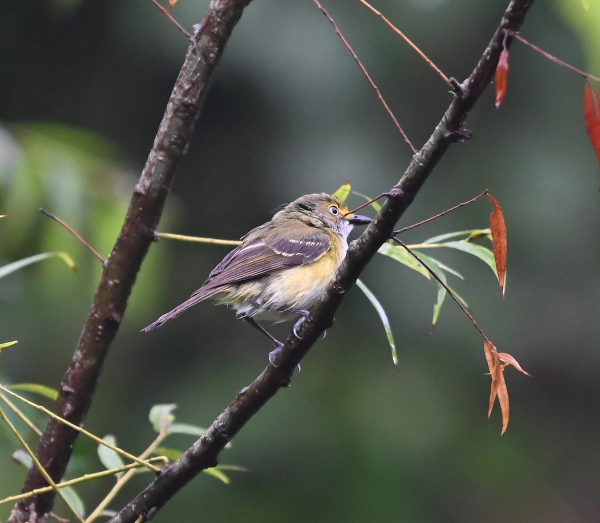 Vireo Ojiblanco - ML621041162