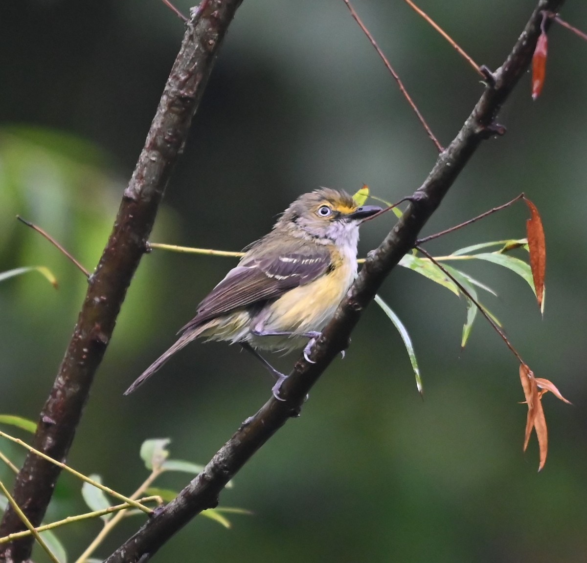 Vireo Ojiblanco - ML621041166