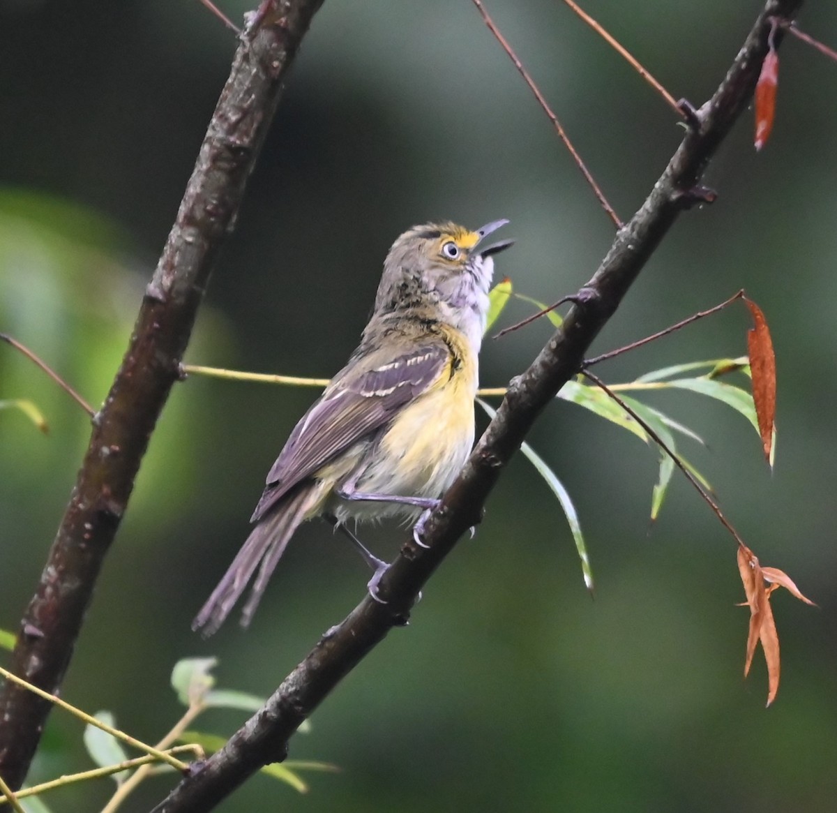 White-eyed Vireo - ML621041172