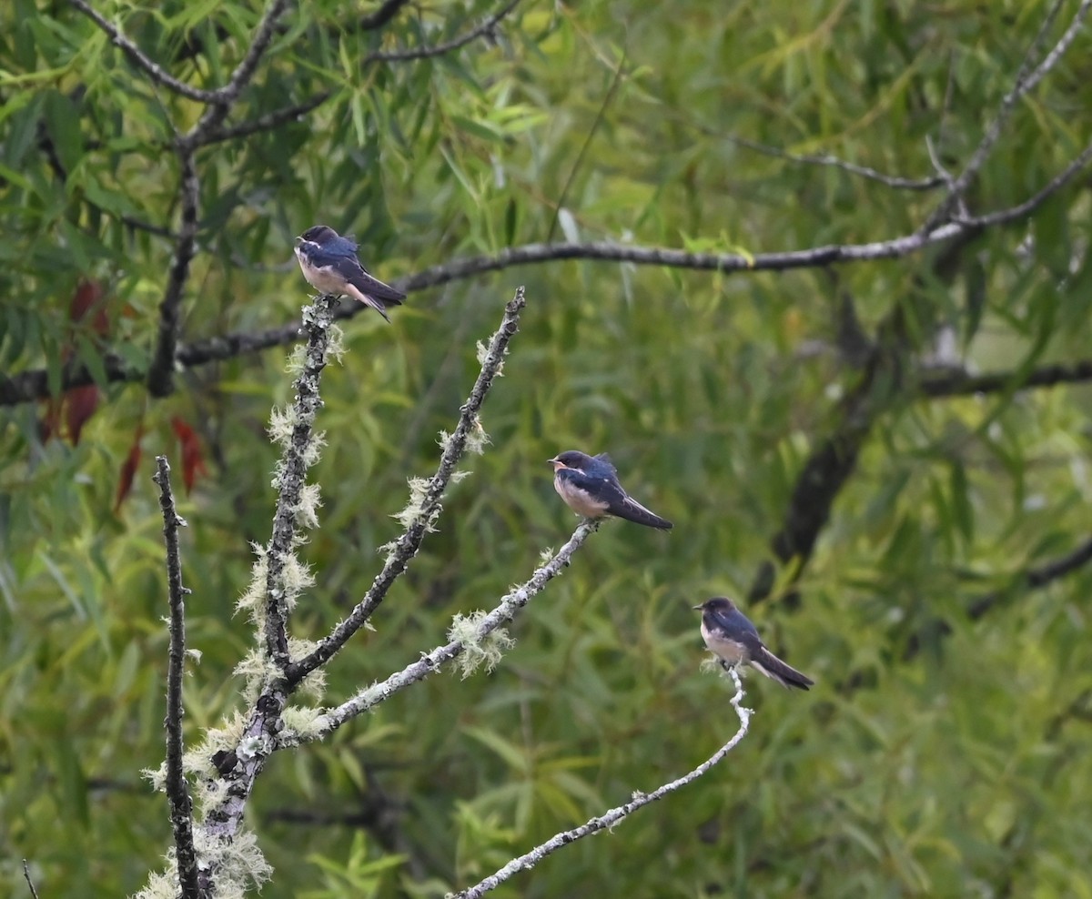 Barn Swallow - ML621041181