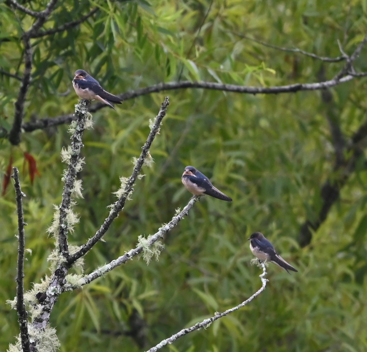 Barn Swallow - ML621041191