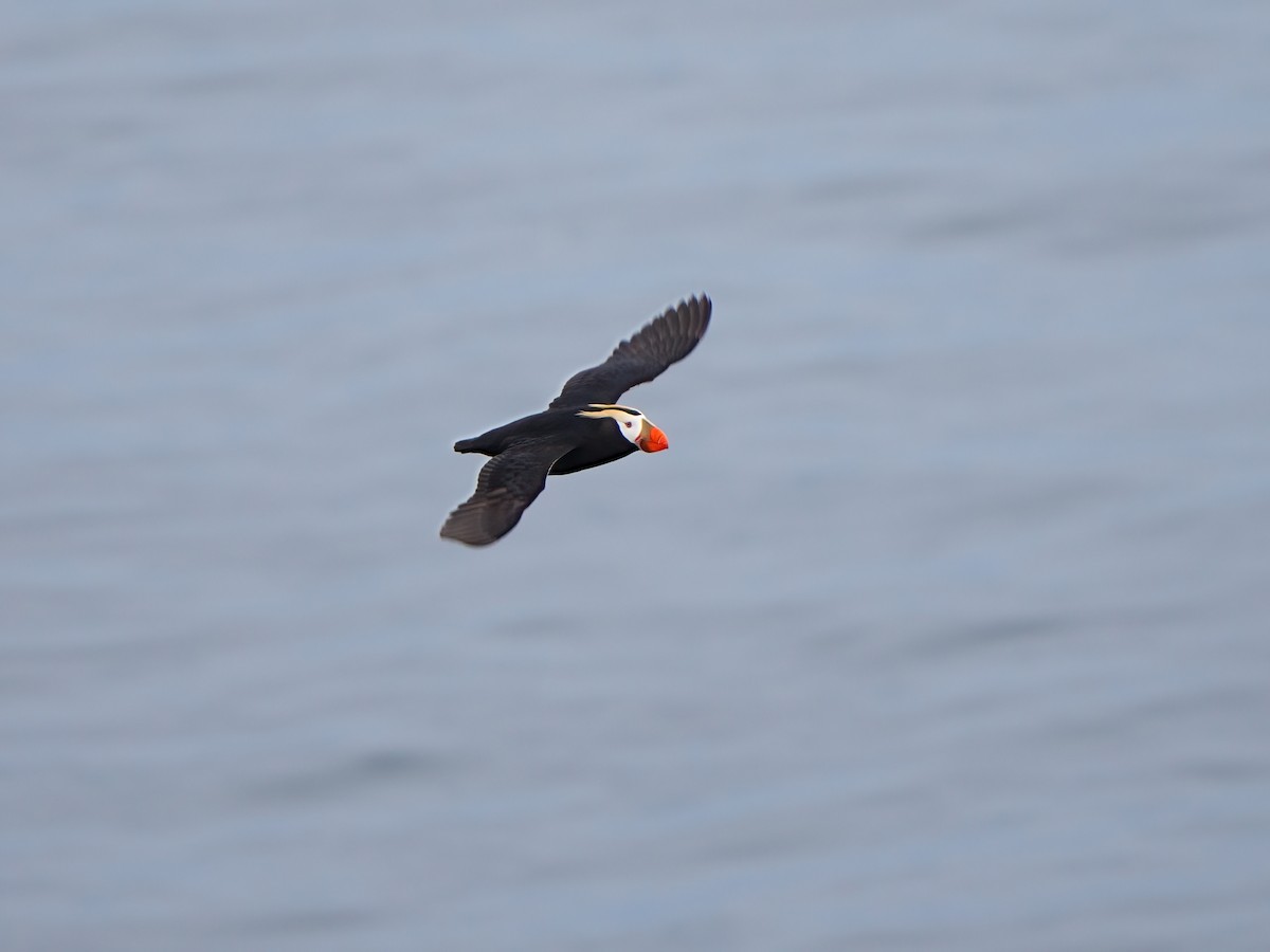 Tufted Puffin - ML621041197