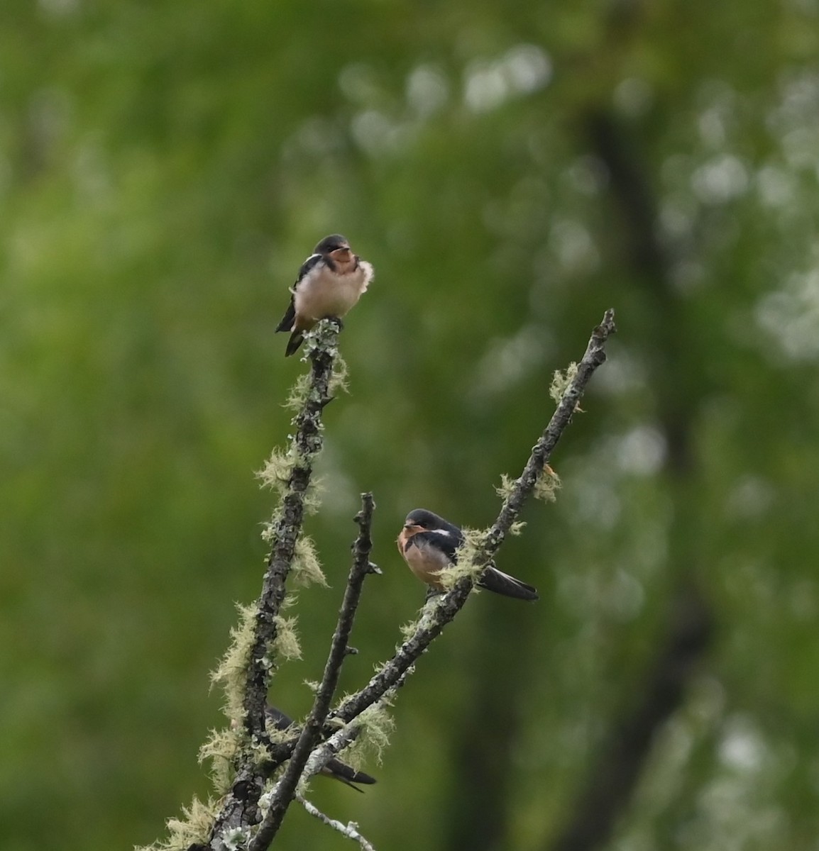 Barn Swallow - Ralph Erickson