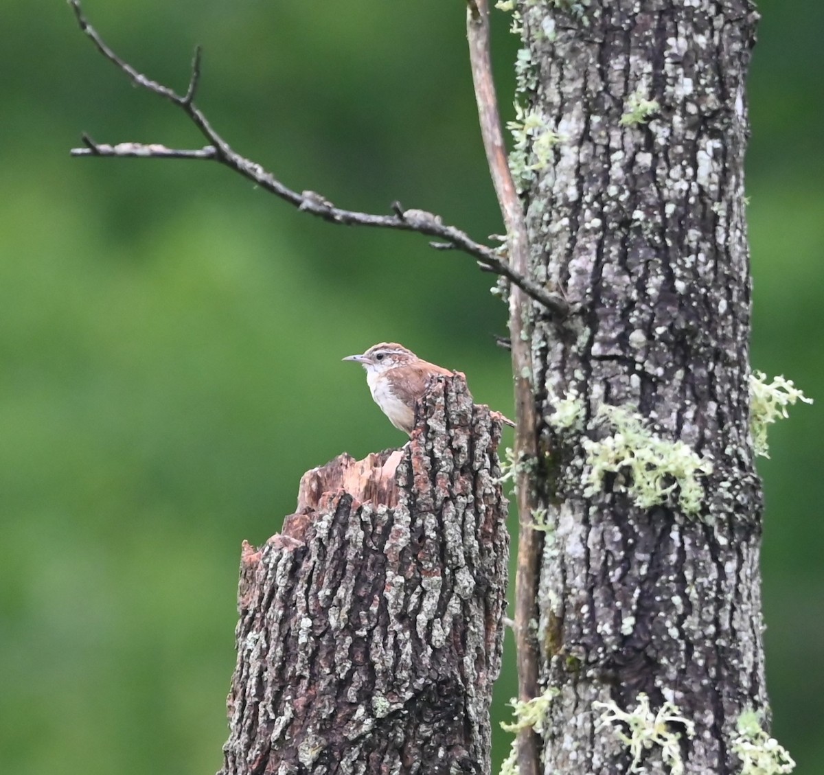 Carolina Wren - ML621041208