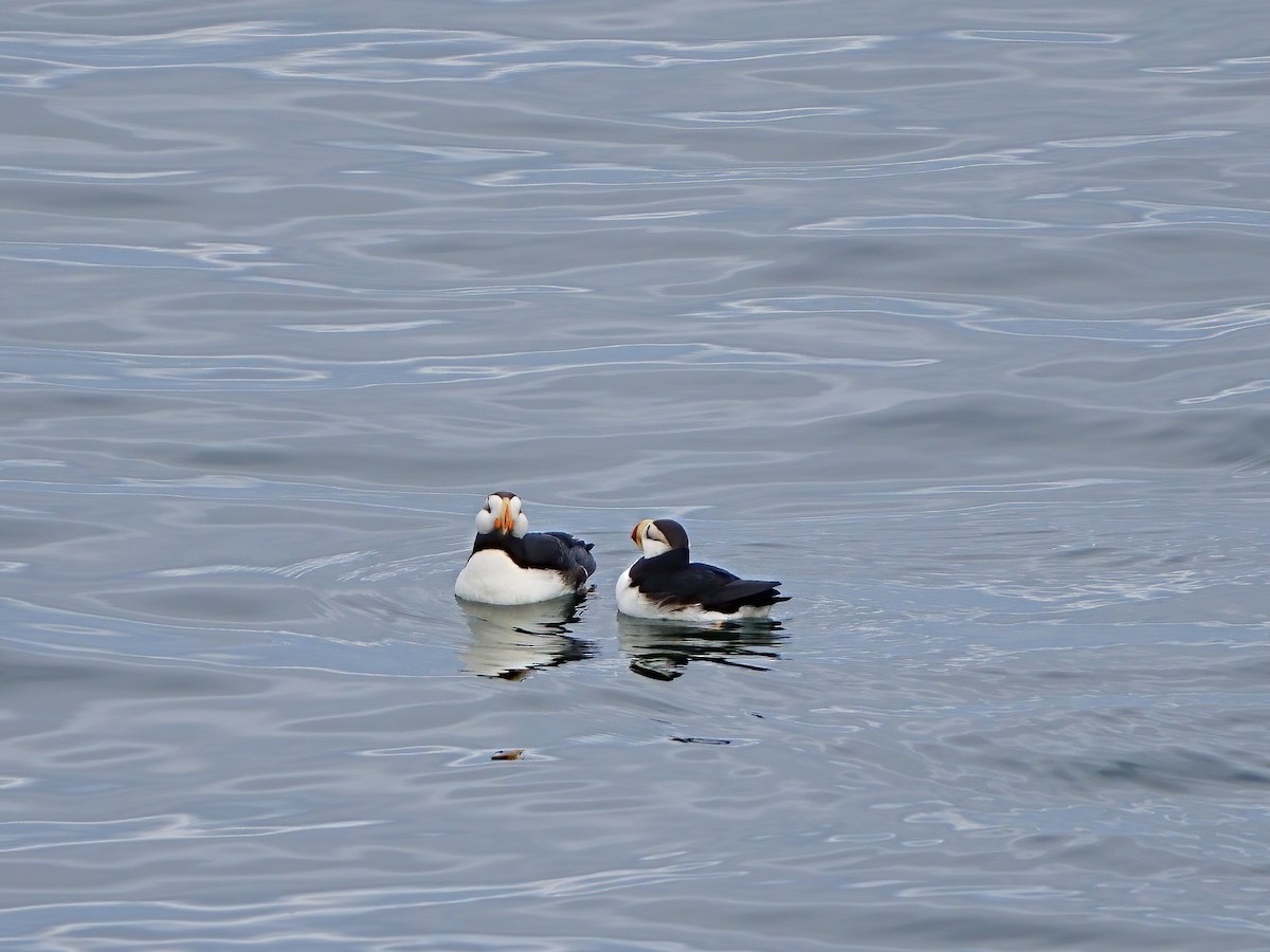 Horned Puffin - ML621041210
