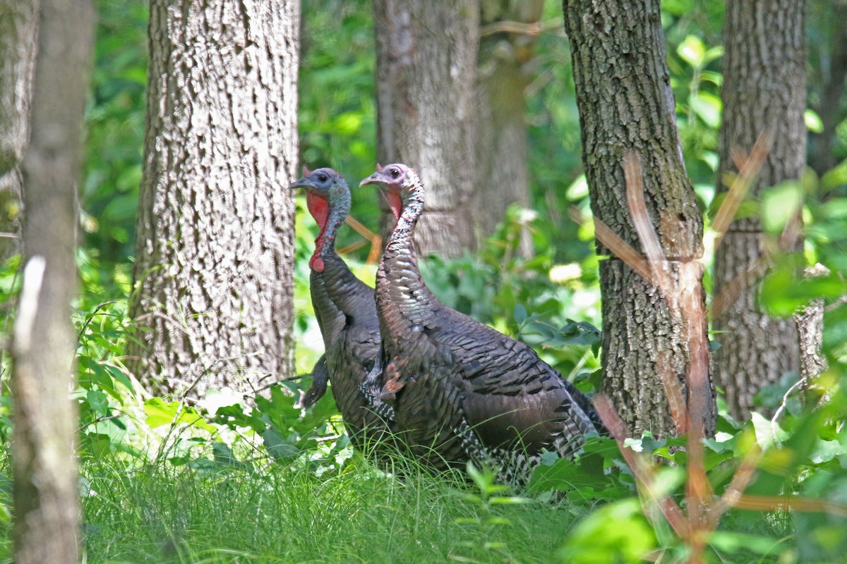 Wild Turkey - ML621041216