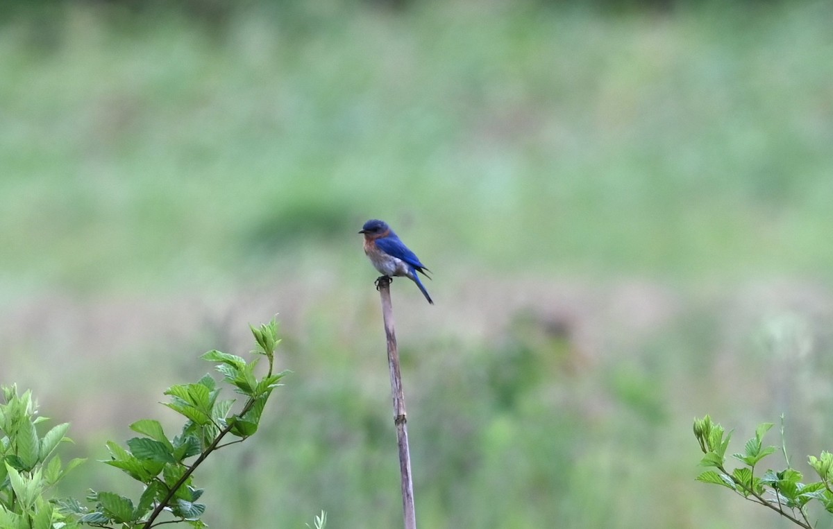 Eastern Bluebird - ML621041217