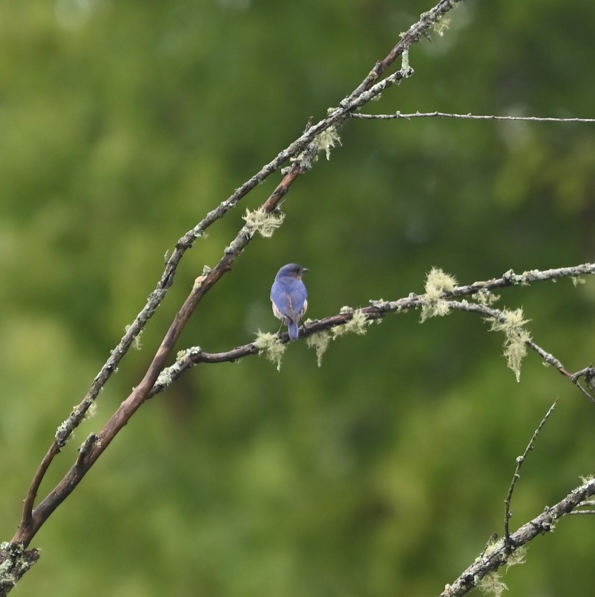 Eastern Bluebird - ML621041227