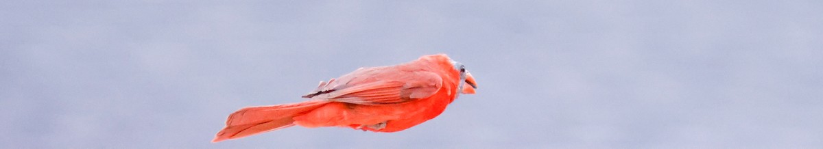 Northern Cardinal - Sireono Sheley