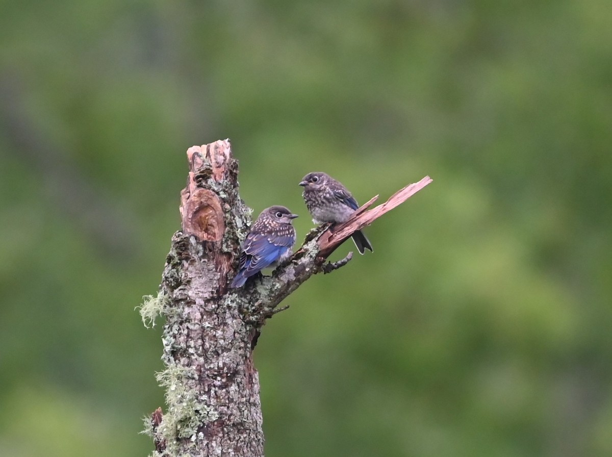 Eastern Bluebird - ML621041256
