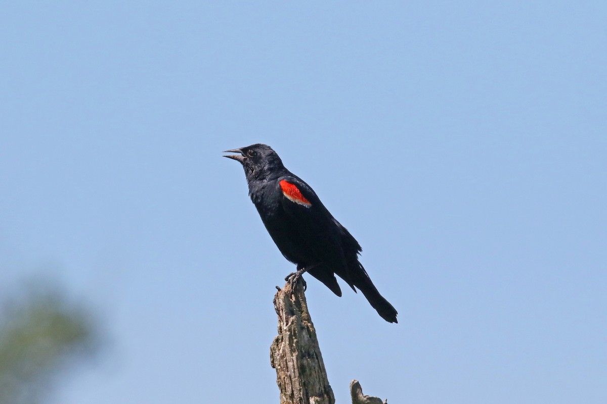 Red-winged Blackbird - ML621041257