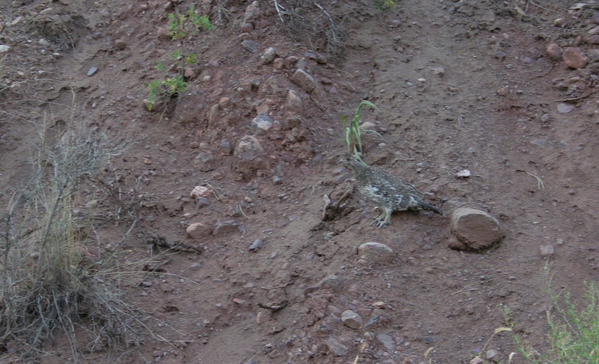 Dusky Grouse - ML621041264