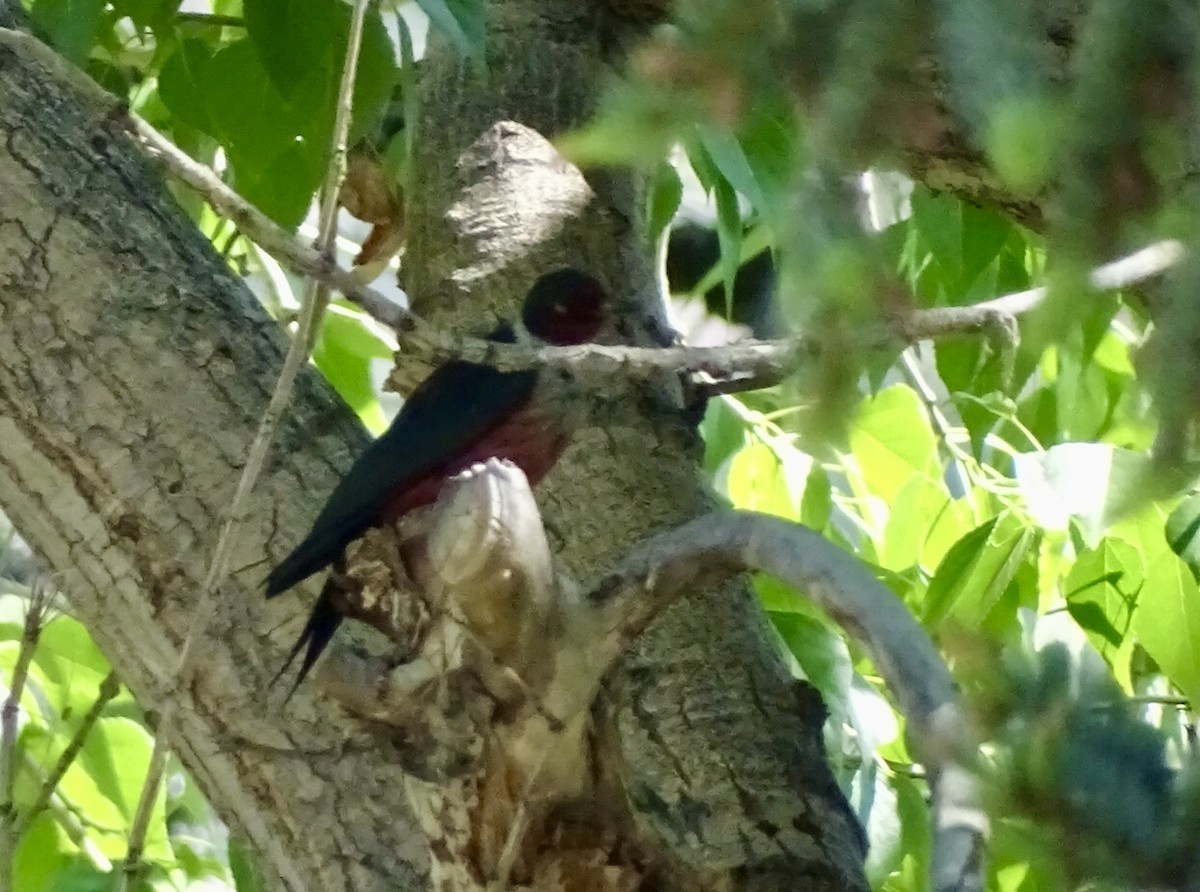 Lewis's Woodpecker - ML621041283