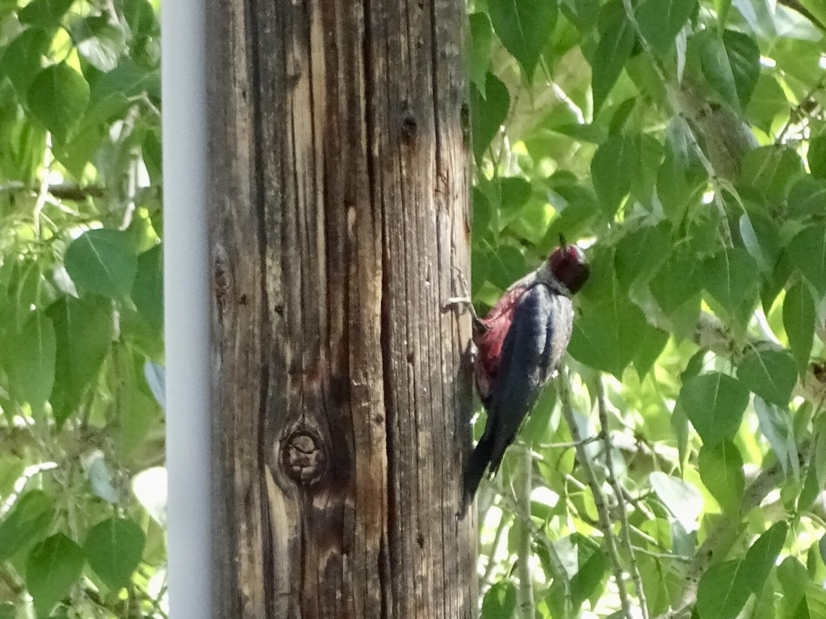 Lewis's Woodpecker - ML621041284