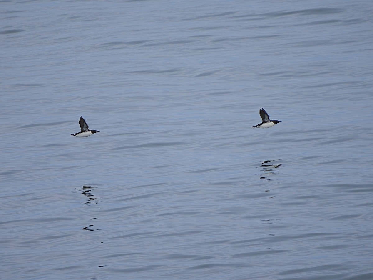 Thick-billed Murre - ML621041285