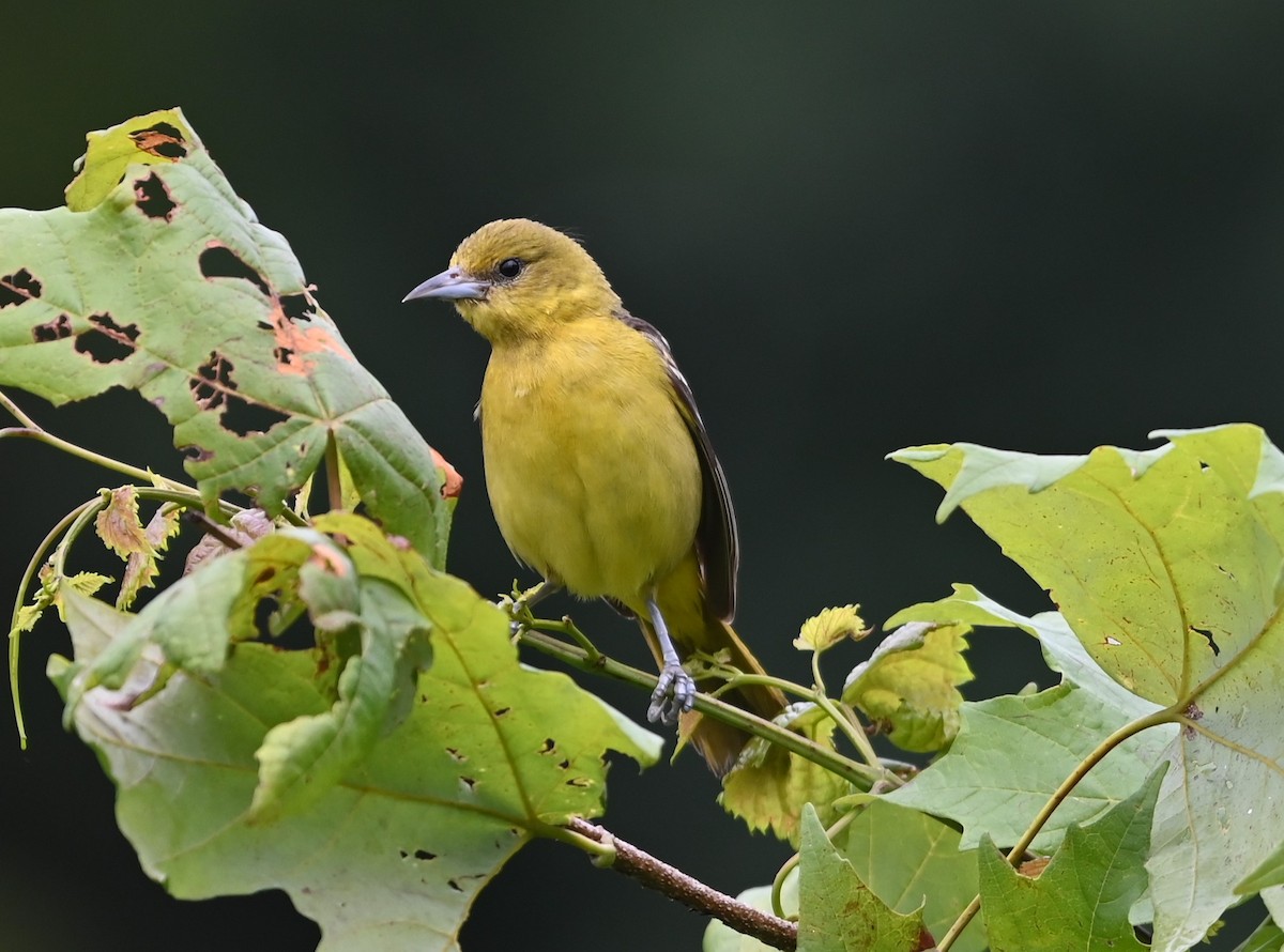 Orchard Oriole - ML621041286