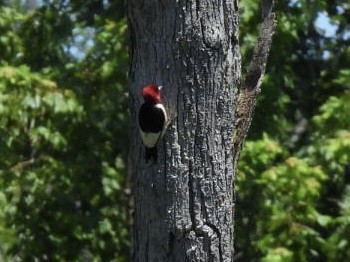 Red-headed Woodpecker - ML621041292
