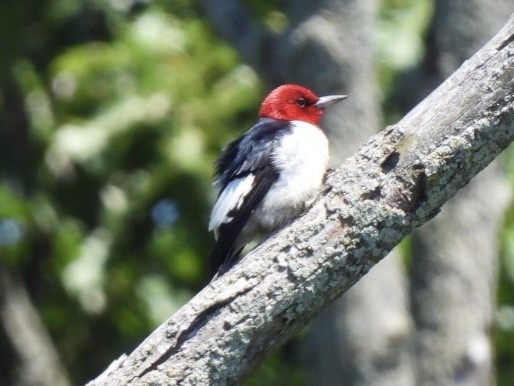 Red-headed Woodpecker - ML621041293