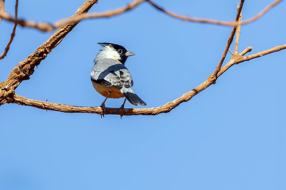 Coal-crested Finch - ML621041302