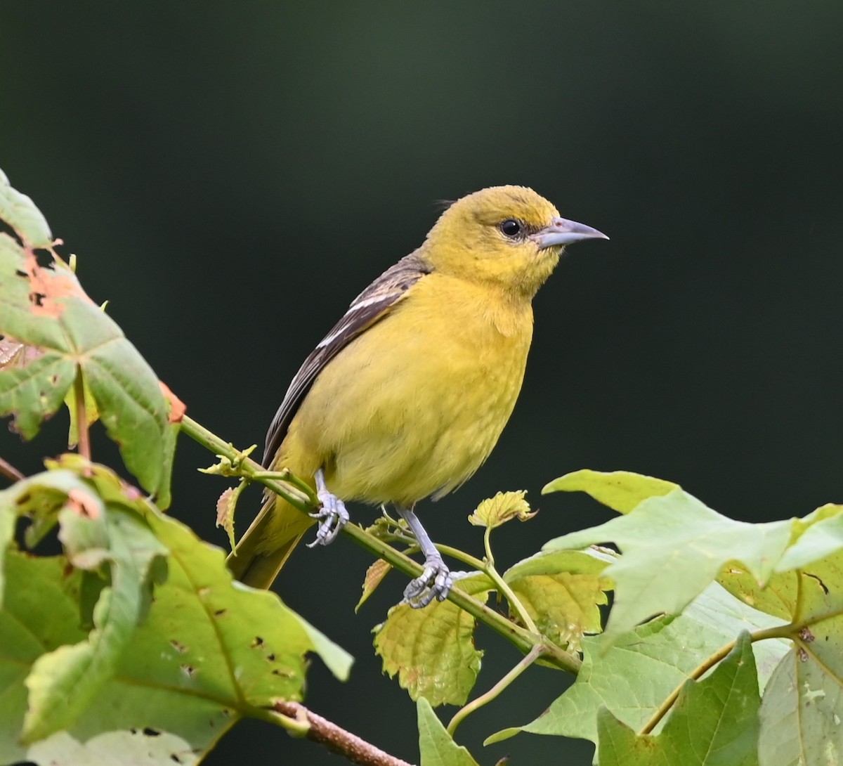 Orchard Oriole - ML621041303