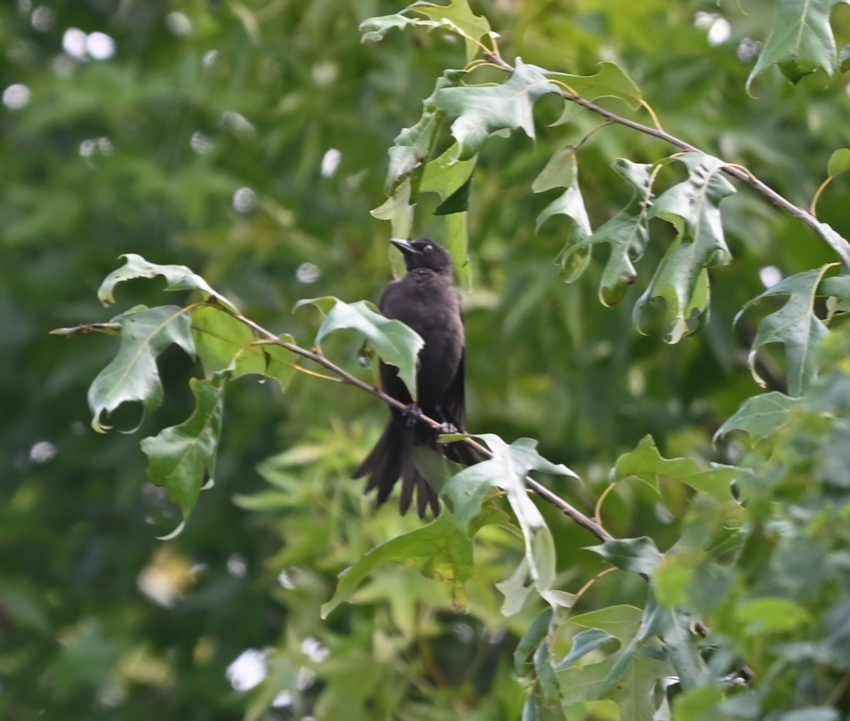 Common Grackle - ML621041325