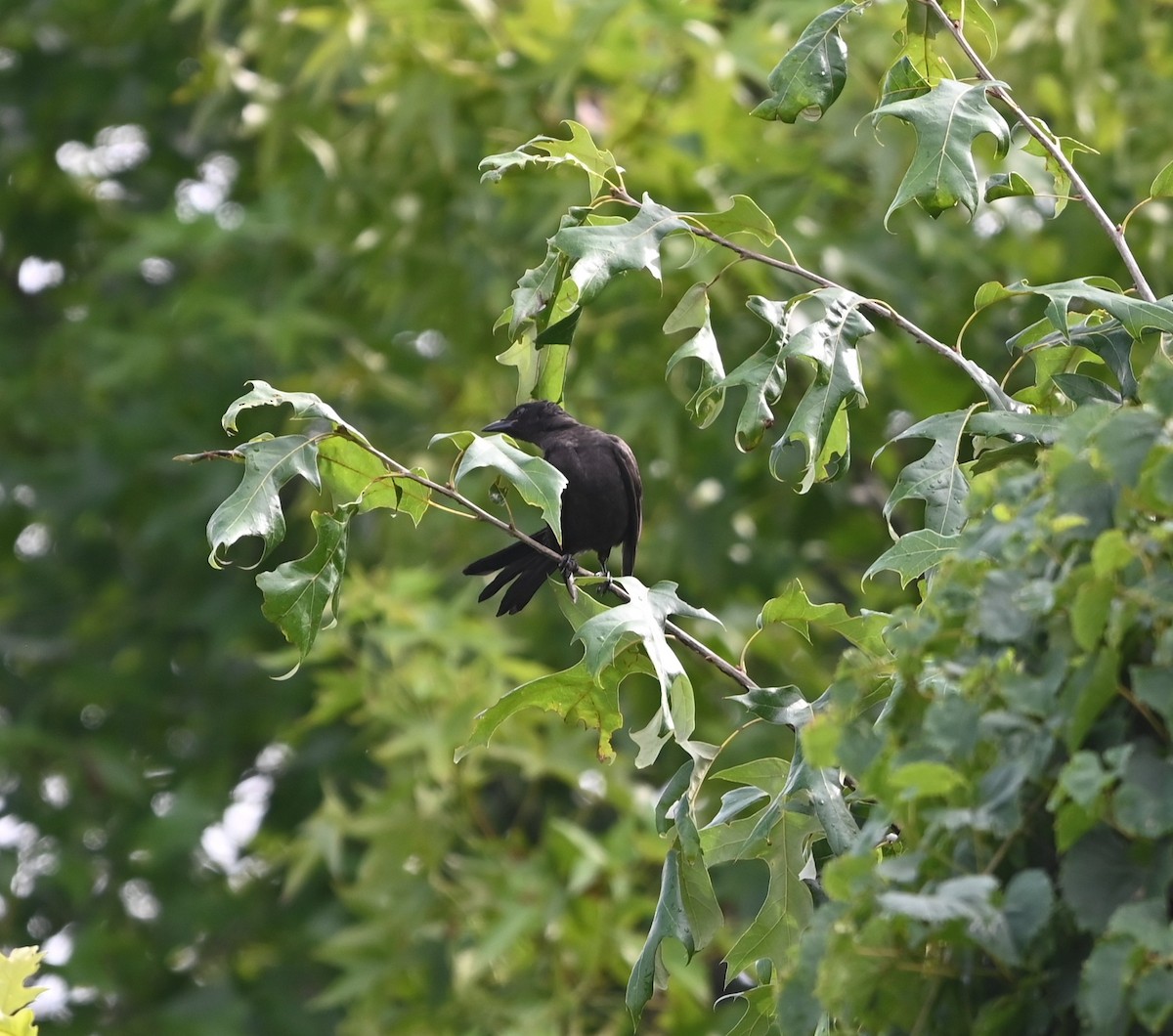 Common Grackle - Ralph Erickson