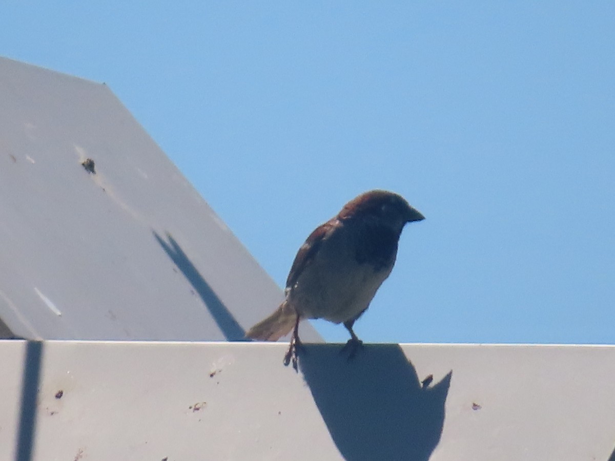 House Sparrow - ML621041337