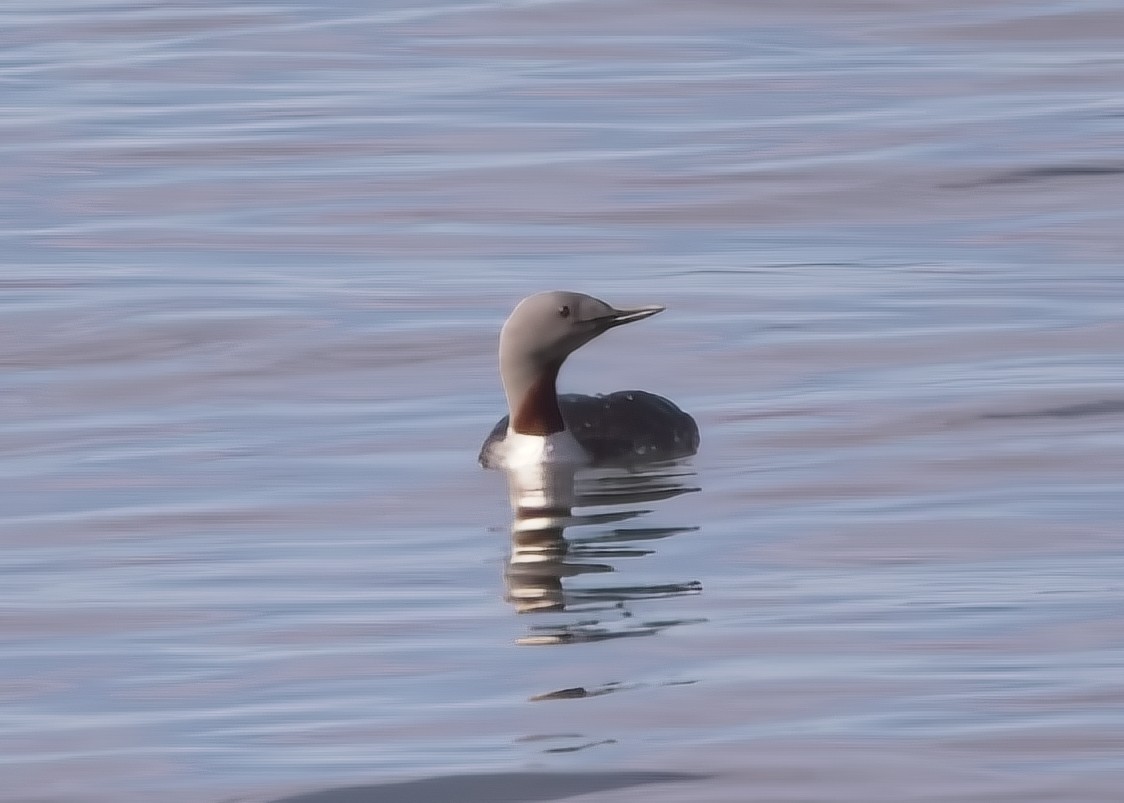 Red-throated Loon - ML621041338