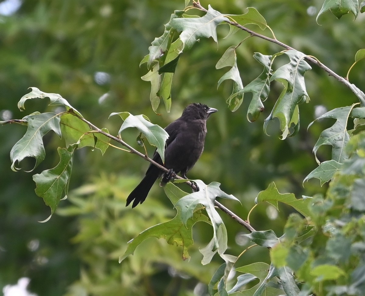 Common Grackle - ML621041343