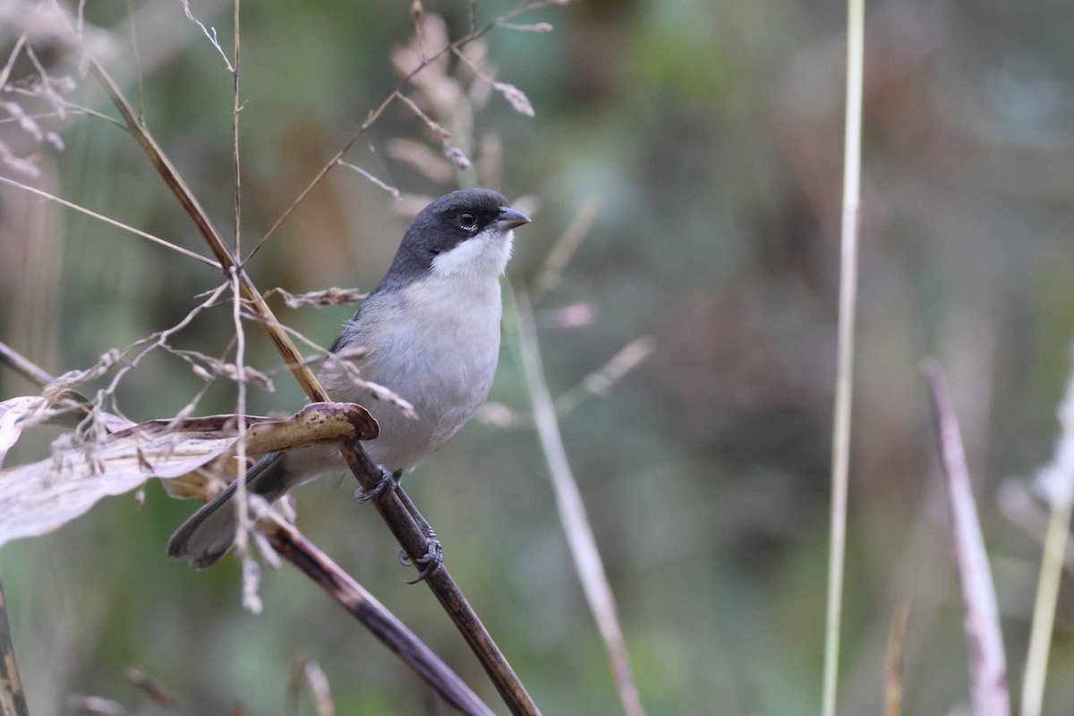 Black-capped Warbling Finch - ML621041345