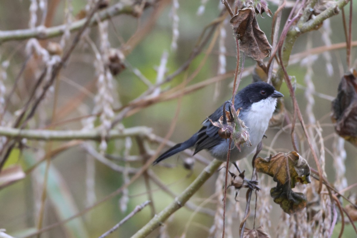 Black-capped Warbling Finch - ML621041348