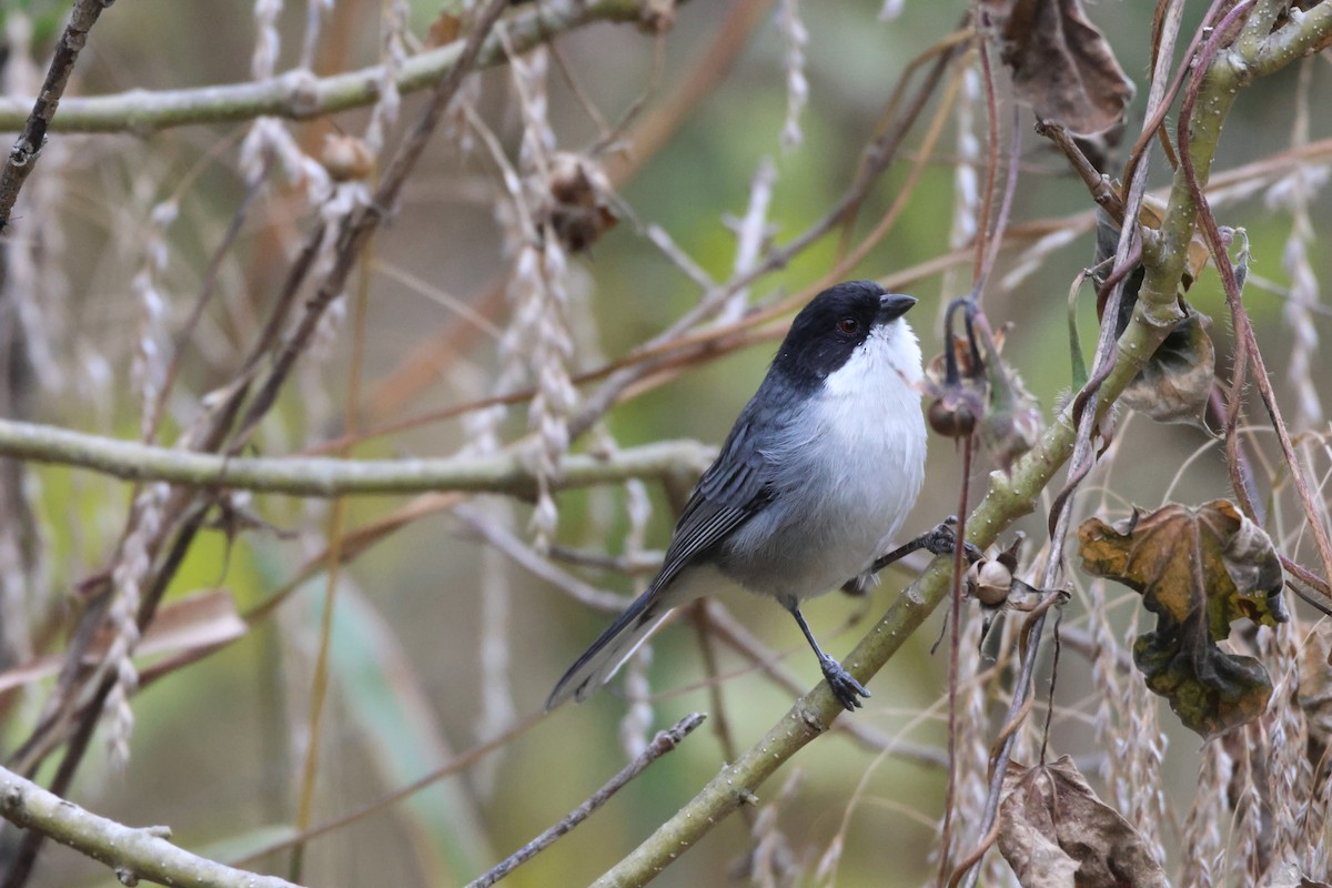 Black-capped Warbling Finch - ML621041349