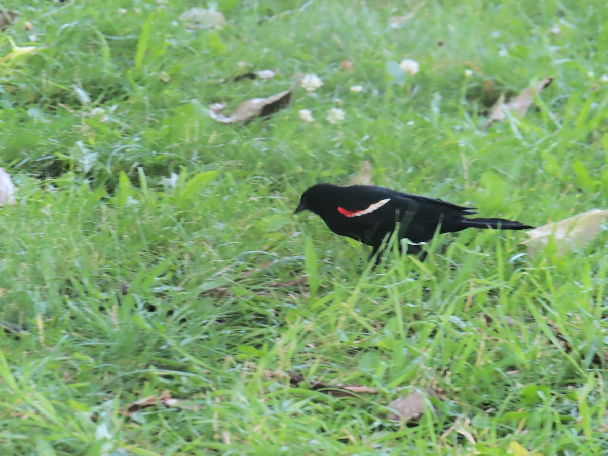 Red-winged Blackbird - ML621041350