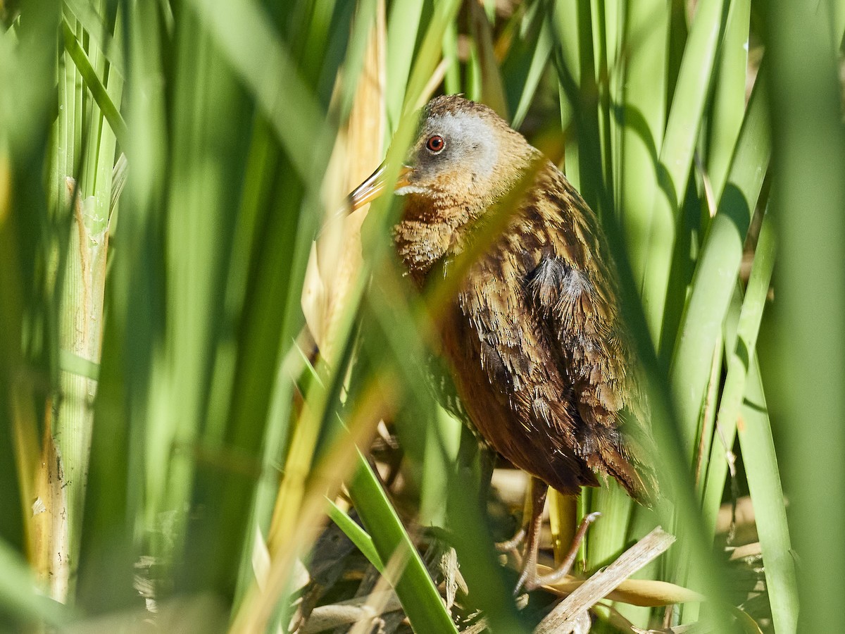 Virginia Rail - ML621041448