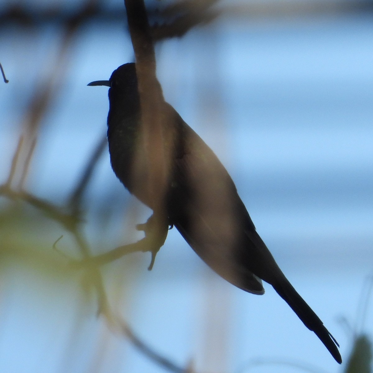 Swallow-tailed Hummingbird - ML621041449