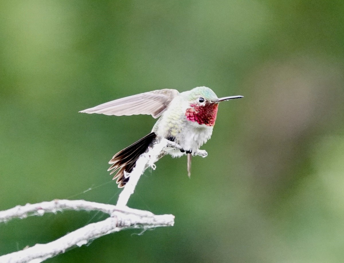 Broad-tailed Hummingbird - ML621041450